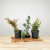 Four pre-bonsai starter trees displayed on a natural edge wood slab