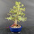 Full front view of a tall Black Olive clump-style bonsai with multiple fused trunks, layered branches, small oval foliage, exposed roots, and a deep blue glazed ceramic pot
