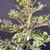 Close-up of the Black Olive bonsai canopy showing textured branching, multiple upright trunks, compact oval leaves, short branch tips, and open spaces between the foliage pads