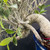 A detailed close-up of a Tiger Bark Ficus cascade bonsai tree, emphasizing its dramatic form and unique textures. The thick, weathered trunk curves sharply downward over the side of its container, showcasing the characteristic rough, grayish-tan bark with light-colored markings that give the species its name. Vibrant, glossy green, oval-shaped leaves grow in clusters from a network of intricate branches emerging from the trunk's bend. The tree is planted in a deep blue glazed Yixing ceramic pot, with a top dressing of small red and white pebbles visible. The low-angle perspective highlights the powerful architectural shape of this handpicked statement bonsai against a dark, textured background.