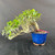 A mature Tiger Bark Ficus bonsai tree is artfully styled in a semi-cascade form, featured against a neutral dark grey backdrop. The tree’s thick, light grey trunk displays the distinctive horizontal markings of "tiger bark" and bends sharply from its base in a deep blue glazed ceramic pot. 

Lush, compact clusters of small, glossy green leaves adorn the branches, which flow naturally outwards and downwards to the left, creating a sense of dynamic movement and balance. Subtle aerial roots descend from the main bend of the trunk toward the gritty bonsai soil. A small red plastic tag is visible near the base for identification. The striking cobalt blue pot has an unglazed terracotta base and sits on a black surface, highlighting the vibrant colors and detailed textures of the mature bark and dense foliage.