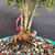 Detailed close-up of the Black Olive bonsai clump showing the textured multi-trunk base, exposed roots, natural root flare, and coarse free-draining bonsai soil