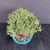 Overhead view of the Black Olive bonsai clump showing its broad rounded canopy, dense small-leaf foliage, spreading branch structure, and turquoise glazed pot