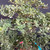 Detailed view of the Black Olive bonsai canopy showing refined branching, layered foliage pads, small leathery green leaves, and naturally rugged twig structure