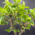 Close-up detail of the upper structure of a mature Barbados Cherry bonsai, showing branching, twig structure, and glossy green tropical foliage with visible pruning points and developing canopy density.