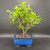 Front view of a mature tropical Barbados Cherry bonsai in a blue glazed Japanese ceramic pot, showing a twin trunk design, full green canopy, and balanced overall silhouette against a dark background.