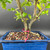 Close-up of the base of a mature Barbados Cherry bonsai, highlighting the twin trunks emerging from the soil surface in a blue glazed Japanese ceramic pot with exposed surface roots and bonsai soil mix.