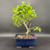 Front view of a mature tropical Barbados Cherry bonsai in a blue glazed Japanese ceramic pot, showing a curved trunk, compact rounded canopy, and a lower lateral branch extending to the right against a dark background.