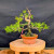 Japanese Black Pine bonsai against a solid black background, SKU 15460