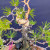 Japanese Black Pine bonsai mid-styling on a dark navy background