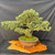 A high-quality studio photograph of an aged, one-of-a-kind Japanese White Pine bonsai tree, showcasing a majestic and wide-spreading silhouette. The specimen features a powerful, thick trunk with deeply fissured, textured bark that indicates decades of careful cultivation. Its branches extend horizontally, supporting dense, cloud-like pads of short, bluish-green needles characteristic of the white pine species.

The bonsai is expertly potted in a classic, unglazed oval Yixing clay pot with a warm, reddish-brown finish and small decorative feet. A lush carpet of vibrant green moss covers the soil at the base of the trunk, adding a naturalistic touch. The entire composition is presented on an irregular, polished burl wood display slab, which rests on a dark table against a seamless black fabric backdrop. The high-contrast lighting emphasizes the intricate textures of the needles, the rugged bark, and the elegant, balanced structure of this imported masterpiece.
