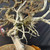 An intricate, close-up view of a one-of-a-kind Rocky Mountain Juniper bonsai tree, highlighting its dramatic and sculptural deadwood features. The image showcases the complex interplay between the bleached-white "jin" (dead branches) and the weathered, gnarled bark of the live veins. The deadwood is stark and jagged, with a sun-bleached texture that suggests decades of exposure to the elements in its native high-altitude environment.

Wrapped around these dead sections is the living trunk, covered in rough, reddish-brown bark that twists in a serpentine fashion. Sparse clusters of dormant, reddish-brown scale-like needles are scattered among the upper branches, adding a sense of age and natural struggle to the composition. The tree is set against a solid dark gray fabric background, which provides a high-contrast backdrop that makes the intricate details of the wood and the white deadwood pop. 

At the bottom of the frame, a portion of the tree's base and its coarse, granular bonsai soil (a mix of pumice, lava, and akadama) are visible inside the rim of a round, unglazed ceramic pot. On the far left, a small pink plastic tag is tied to a lower branch. The overall aesthetic is one of rugged elegance, typical of high-quality collected juniper bonsai specimens.