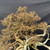 A detailed, close-up view of a one-of-a-kind, collected Rocky Mountain Juniper (Juniperus scopulorum) bonsai tree. The image focuses on the upper and mid-section of the specimen, showcasing a complex architecture of twisted, gnarly branches. The living parts of the tree feature rough, textured bark in shades of tan and reddish-brown, while significant portions of the trunk and branches consist of dramatic, bleached-white deadwood (known as jin and shari), giving it a rugged, ancient appearance. The dense, scale-like foliage exhibits a range of colors from muted olive green to deep bronze and tan, characteristic of natural winter bronze or a dry state. Set against a plain black fabric backdrop, the intricate form and weathered textures of this specimen-quality bonsai are highlighted, emphasizing its history as a tree collected from the wild.