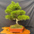 Japanese Black Pine bonsai over 30 years old, with a thick aged winding trunk