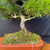 Close-up of the deeply fissured trunk on the 30 year old Black Pine bonsai