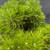 High angle view of the mature Japanese Black Pine bonsai's needle foliage