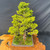 A rare, mature Ezo Spruce bonsai tree is presented in a classic formal upright style against a dark, textured fabric backdrop. The specimen features a sturdy, straight trunk with textured greyish-brown bark that tapers gracefully toward a dense, rounded apex. Its well-defined horizontal branches are tiered, laden with thick clusters of vibrant, lime-green needles. 

The tree is planted in a shallow, rectangular, unglazed dark-grey Yamaaki Tokoname ceramic pot. The soil surface is covered in a lush, velvety carpet of green moss interspersed with tiny red accents. A single pink nursery tie is visible at the base of the trunk. The entire bonsai arrangement rests on a highly polished, natural-edge wood display slab with warm orange and honey tones, highlighting its status as a high-quality collector's tree.