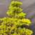 A detailed close-up of a rare, old Ezo Spruce (Picea jezoensis) bonsai tree, showcasing its classic formal upright style. The tree is covered in vibrant, yellowish-green needles that are incredibly dense, giving the canopy a lush and textured appearance with a bright chartreuse glow. A sturdy, central trunk with rough, aged bark is visible through the foliage, with branches arranged in well-defined horizontal layers that taper gracefully toward a rounded apex, forming a traditional pyramidal shape. The fine, needle-like leaves are tightly packed on every branch, highlighting the meticulous care and aging of this collector-quality specimen. The entire tree is set against a minimalist, dark gray fabric background, which provides a high-contrast backdrop that makes the brilliant green foliage and intricate branching structure stand out.