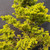 A high-detail, close-up photograph of a rare and aged Ezo Spruce (Picea glehnii) bonsai, focusing on its dense, vibrant foliage and textured trunk. The tree features thick clusters of short, needle-like foliage in a striking chartreuse or lime-green color, indicating healthy new growth and meticulous care. These needles are tightly packed into layered, cloud-like pads that branch out from a central trunk. The trunk itself displays a rough, craggy bark with grey and brown tones, characteristic of a mature, collector-grade specimen. The image is set against a minimalist, dark charcoal grey background, which emphasizes the intricate details of the spruce's classic upright structure and the brilliant color of the needles. This view highlights the refined aesthetics and botanical maturity sought after by bonsai enthusiasts.