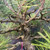 Close-up of the aged character on a mature Japanese Black Pine bonsai
