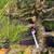 Close-up of the deeply fissured trunk on the old Japanese Black Pine