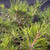 High angle view of the dense canopy on the old Japanese Black Pine bonsai