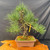 Nishiki cork bark Japanese Black Pine bonsai, a 25 inch collector specimen