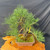 Collector grade 25 inch Nishiki cork bark Japanese Black Pine bonsai
