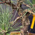 Close-up of the trunk and lower branches on the Nishiki cork bark pine
