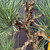 Close-up of the trunk and branches on the Nishiki cork bark Black Pine