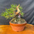 A shohin-sized Japanese Black Pine pre-bonsai from the Gerald Rainville collection, grown from seed. The small tree features a thick, rugged trunk with mature, dark grey bark and visible wiring used for branch positioning. A prominent, curved piece of light-colored deadwood, or jin, extends upwards from the top of the trunk, adding character and a sense of age. Vibrant green needles grow in clusters along several lower branches. The base of the tree shows established surface roots, or nebari, partially covered in green moss. It is planted in a round, unglazed terracotta training pot containing a small black fertilizer basket and a red identification tag. The bonsai sits on a polished live-edge wood slab against a solid black fabric background, highlighting its detailed structure and textures.