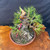 A close-up, high-angle shot features a Shohin Japanese Black Pine pre-bonsai from the Gerald Rainville collection, meticulously styled and grown from seed. The small tree has a thick, powerful trunk with deeply fissured, textured bark, showing significant age despite its size. Powerful surface roots, known as nebari, spread outward into the mossy soil, providing a sense of stability.

At the top of the trunk, a prominent piece of carved and bleached deadwood, or jin, adds a dramatic, weathered character to the tree's silhouette. Several primary branches are carefully positioned and wrapped in thick copper training wire to guide their growth into a balanced, triangular shape. The foliage consists of dense clusters of long, stiff, vibrant green needles characteristic of the Japanese Black Pine species.

The tree is planted in a simple, shallow, unglazed reddish-brown clay pot. A small pink identification tag and a black plastic fertilizer basket are nestled near the base. The pot sits atop a polished, natural wood slab display stand with an intricate, swirling grain pattern, all set against a dark, textured charcoal background that makes the green of the needles and the rugged texture of the bark pop.