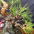 A close-up, detailed view of a shohin-sized Japanese Black Pine pre-bonsai from the Gerald Rainville collection, showcasing its rugged and aged character. The tree features a remarkably thick, tapered trunk with deeply fissured, flaky grey-brown bark that conveys a sense of great age. Multiple branches extend from the trunk, each meticulously wrapped with thick, brown-colored wire used to train their growth into a desired aesthetic form. These branches are tipped with dense clusters of long, stiff, vibrant green needles characteristic of the species. A prominent piece of smooth, light-tan bleached deadwood, known as "jin," projects from the upper left side of the trunk, adding dramatic contrast and a weathered look. At the base, the trunk transitions into a mound of green moss within a ceramic pot. A small red identification tag is attached to a lower branch on the left. The entire composition is set against a plain, dark background to highlight the intricate details of the bark texture, needle growth, and bonsai styling techniques.