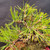Close-up of the powerful trunk on the Shohin Japanese Black Pine pre-bonsai