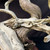 Close-up of the striking jin and shari on the San Jose Juniper bonsai