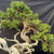 An intricately detailed close-up shows a very old, field-grown San Jose Juniper bonsai tree, emphasizing its powerful jin and shari. The thick trunk displays dramatic movement, featuring a striking contrast between large sections of weathered, bleached-white deadwood (shari) and a twisting ribbon of living reddish-brown bark that spirals toward the top. The aged deadwood at the base and along the trunk is deeply textured with natural swirls and grooves, including prominent jin (dead branches) that extend outward like sun-bleached driftwood.

The tree’s foliage is a lush, vibrant green, meticulously shaped into dense pads. Copper training wires are visible on several branches, indicating the careful styling used to guide its growth. Scattered throughout the green foliage are small, pale blue-grey juniper berries. The entire bonsai is set against a dark, featureless black fabric background, which makes the intricate textures of the ancient wood and the bright green needles stand out as a dramatic showpiece.