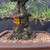 A detailed close-up of a seed-grown Japanese Black Pine shohin bonsai, showcasing its rugged, aged character. The thick trunk has deeply textured, dark gray-brown bark that suggests decades of growth. At the base, a strong root flare, known as nebari, anchors the tree into a shallow, rectangular brown ceramic pot filled with a mix of small, reddish-brown and tan volcanic rock and akadama soil. 

Two primary branches extend outward from the lower trunk, meticulously shaped with visible copper wiring. These branches carry dense clusters of vibrant green pine needles, though a few needles on the lower right side show subtle yellowing at the tips. A small yellow and pink identification tag is attached to the left branch. Grown by Gerald Rainville and styled by Peter Olson, this miniature tree stands against a dark, neutral background that emphasizes the intricate textures of its bark and foliage.