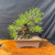 A detailed view of a Shohin-sized Japanese Black Pine bonsai, a seed-grown specimen originally cultivated by Gerald Rainville and masterfully styled by Peter Olson. The tree displays a powerful, tapered trunk with the deeply fissured, rugged bark characteristic of an aged Pinus thunbergii. It is housed in a traditional, rectangular, unglazed reddish-brown clay bonsai pot, which sits on a polished, natural-edge wood slice. The bonsai's foliage consists of vibrant, dark green needles growing in dense tufts on layered branches that create an asymmetrical, triangular silhouette. Visible dark training wire on several branches indicates ongoing refinement. A small red and yellow identifier tag is attached to a lower branch. The entire composition is set against a neutral, dark gray textured backdrop, highlighting the intricate details of the tree's form and texture.