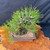 An overhead, eye-level shot captures a meticulously crafted Shohin-sized Japanese Black Pine bonsai, which was grown from seed by Gerald Rainville and expertly styled by Peter Olson. The tree showcases a stout, powerful trunk with the deeply fissured, textured bark characteristic of an aged pine. Its branches are densely clothed in clusters of stiff, vibrant green needles, expertly shaped into distinct foliage pads.

Subtle training wires are visible along the branches, used to guide the tree into its refined aesthetic form. The bonsai is planted in a simple, unglazed rectangular brown ceramic pot filled with a granular mineral soil mix of small pebbles. The entire display is set upon a polished, natural live-edge wooden slab with a rich, swirling grain, providing a warm contrast to the dark, navy-blue fabric background that emphasizes the tree's silhouette.