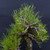 A detailed close-up of the upper branches and trunk of a seed-grown Japanese Black Pine shohin bonsai, styled by Peter Olson. The image highlights the tree's distinctive thick, rough, and grayish corky bark. Long, vibrant green needles are arranged in dense clusters, with many showing brown, trimmed tips from recent pruning. 

Intricate dark-colored training wire is coiled around several branches, demonstrating the precise techniques used to shape and position them. Small, whitish, fuzzy buds appear at the tips of some branches, signaling new growth. The composition is set against a plain dark charcoal grey background, emphasizing the complex textures and natural colors of the pine. This meticulous styling represents the craft of bonsai as practiced on this specimen originally grown by Gerald Rainville.