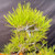 A detailed close-up of the upper portion of a seed-grown Japanese Black Pine (Pinus thunbergii) shohin bonsai, styled by Gerald Rainville. The image highlights the tree's dense, vibrant lime-green needles, which grow in thick, upward-reaching clusters. The intricate branching structure is visible, featuring gnarled branches with characteristic greyish-white, textured bark that twist to form a compact and rounded canopy. The lower trunk appears thick and rugged, showcasing the aged appearance typical of well-developed shohin-style bonsai. The tree is set against a solid dark grey or black backdrop, which makes the bright green foliage and the complex, weathered details of the bark stand out prominently. The very top of a reddish-brown pot is just visible at the bottom of the frame.
