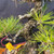 Close-up of the seed grown Japanese Black Pine shohin by Gerald Rainville