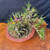 Shohin Japanese Black Pine bonsai by Gerald Rainville in a shallow pot