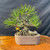 Japanese Black Pine bonsai with a powerful base and rugged knotted bark