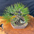 Mature Japanese Black Pine bonsai in a shallow rectangular brown pot