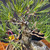Close-up of the powerful base and character trunk on the Black Pine bonsai