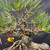 Japanese Black Pine bonsai against a solid dark grey background