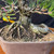 Close-up of the thick character trunk on the Japanese Black Pine bonsai