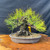 A detailed, one-of-a-kind Japanese Black Pine (*Pinus thunbergii*) bonsai tree is the focus of this image, showcasing exceptional age and character. The tree features a remarkably powerful nebari, with thick, mature surface roots spreading radially from the base of the trunk into a granular bonsai soil mix. The short, stout trunk is covered in the deep, craggy, and textured "old bark" character that is highly sought after in mature black pines. 

Above the trunk, a dense, rounded crown of vibrant green needles with slight yellow-tinged tips spreads outward. Fine bonsai wiring is visible on several branches, showing the careful styling and training used to create its balanced, powerful silhouette. The bonsai is planted in a shallow, oval, unglazed brown clay pot that complements its rugged appearance. The entire composition is displayed on a polished, warm-toned wooden slab with a natural grain, set against a dark, solid background that makes the intricate details of the bark and foliage stand out.