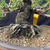 Close-up of the lower trunk and root base on the Japanese Black Pine bonsai